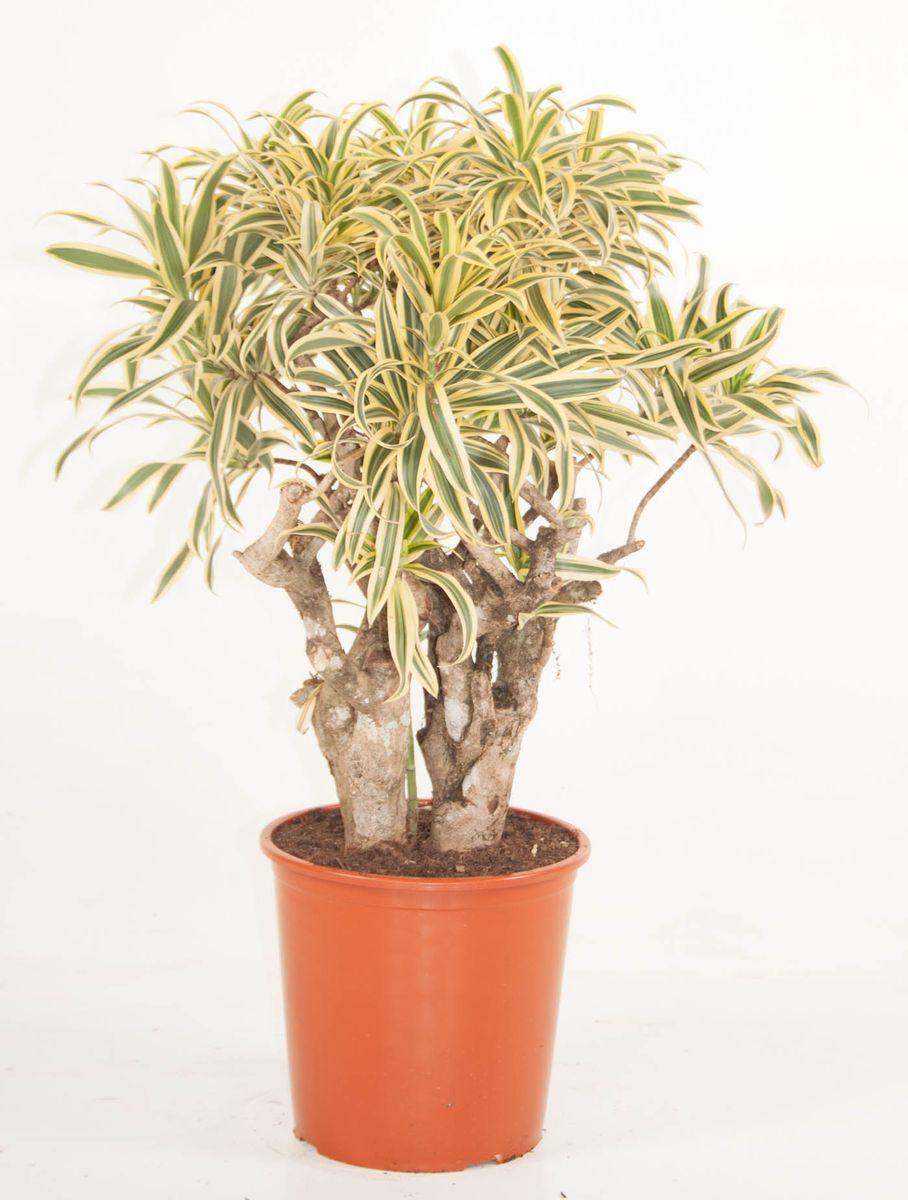 Dracaena Reflexa Song Of India - View 15 from www redcrocus com