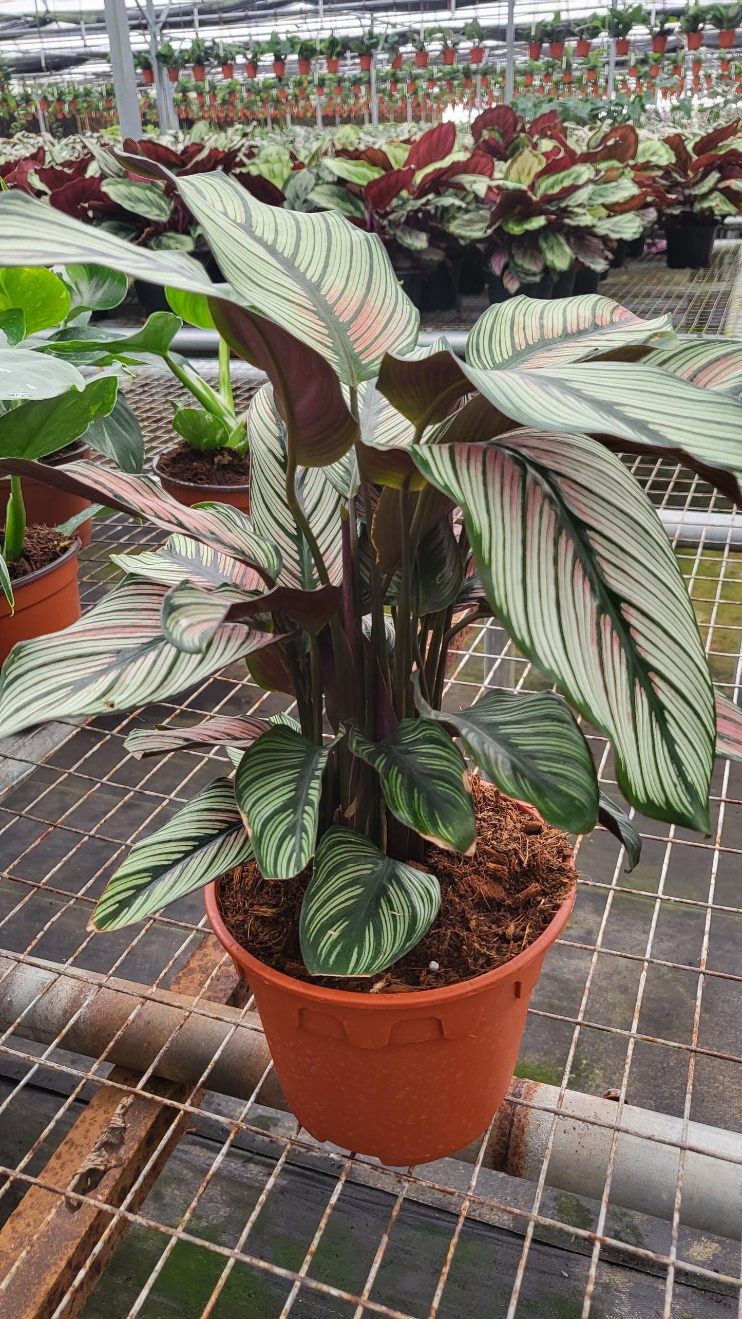 Calathea White Star - View 10 from www redcrocus com