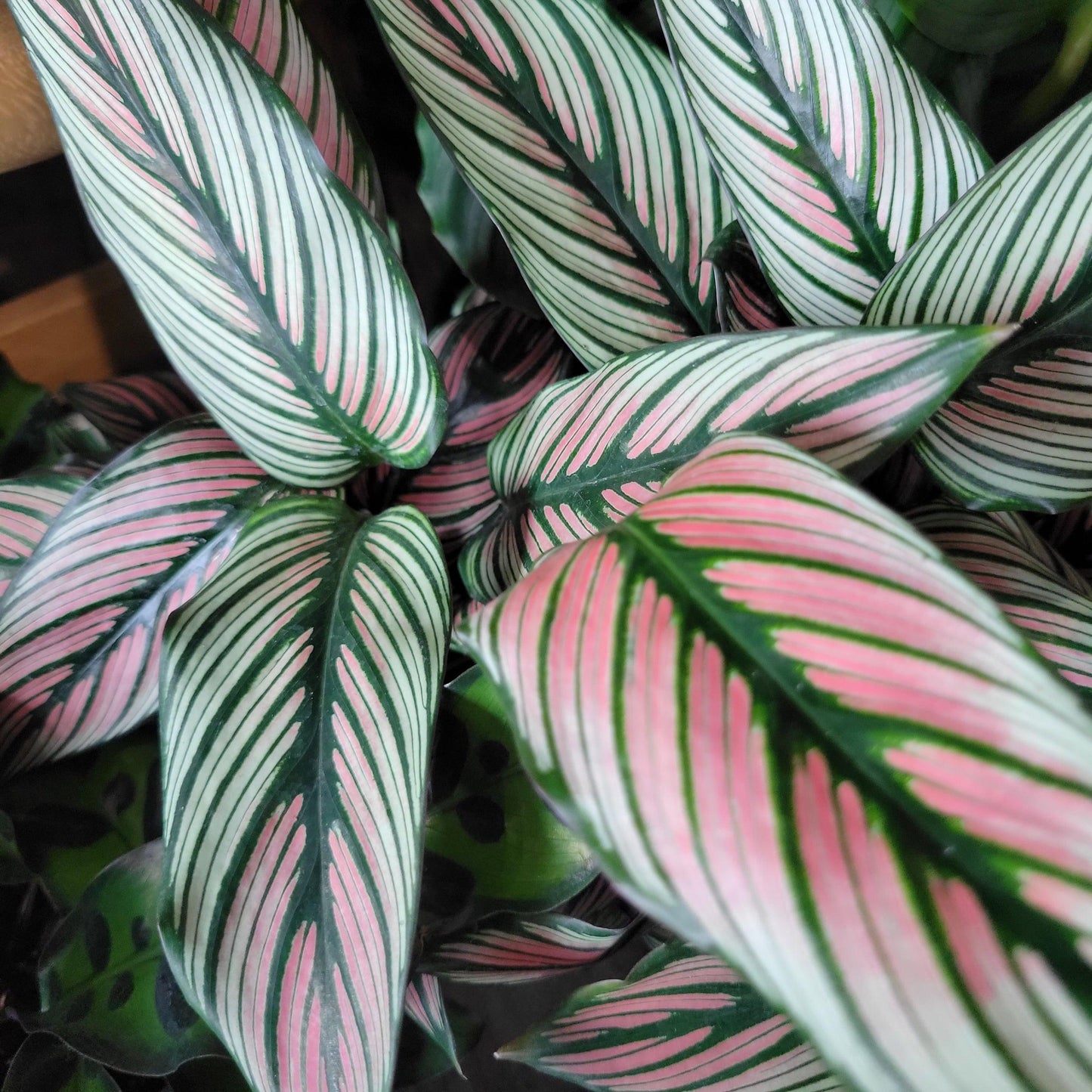 Calathea White Star - View 12 from www redcrocus com