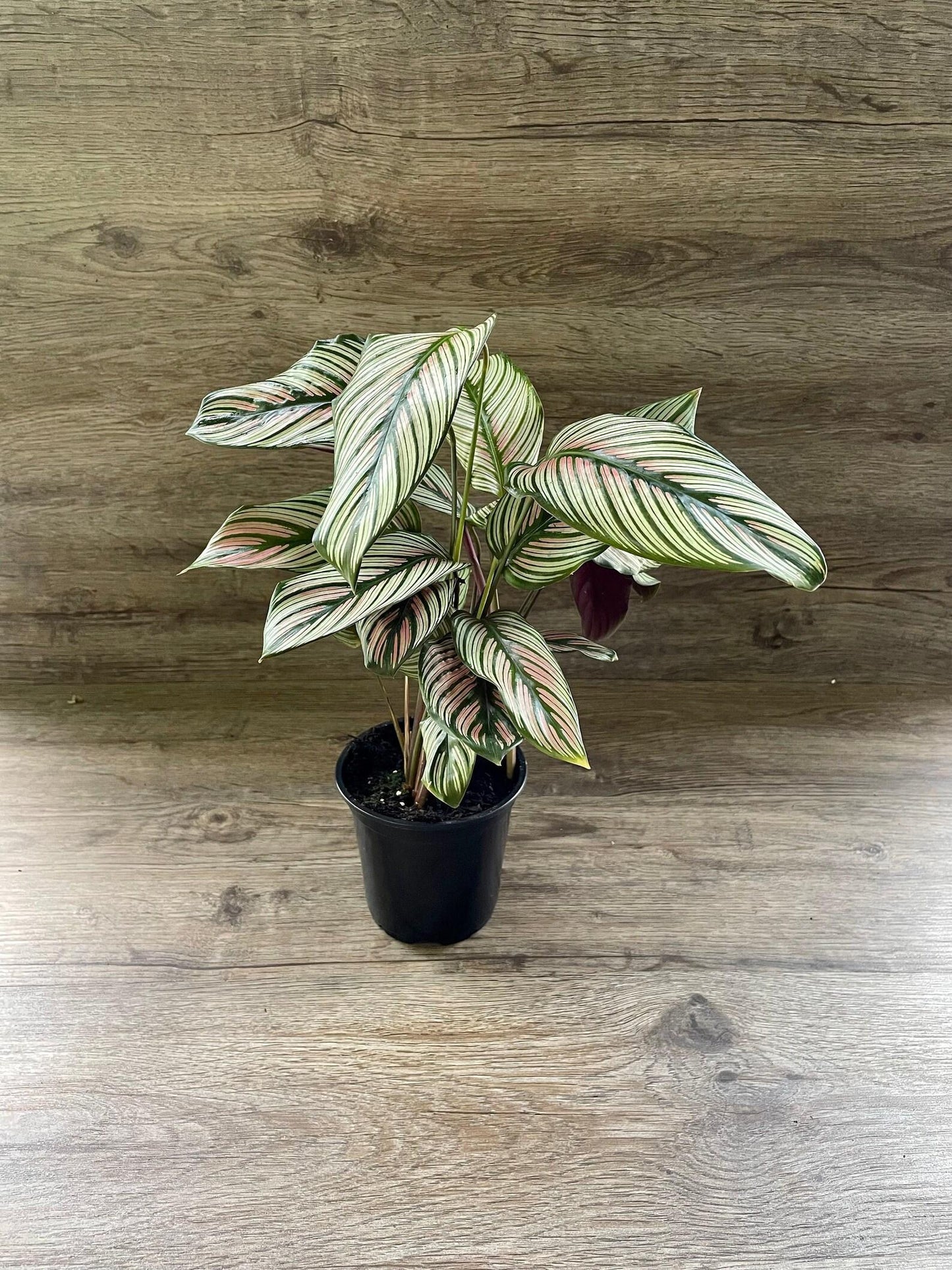 Calathea White Star - View 16 from www redcrocus com