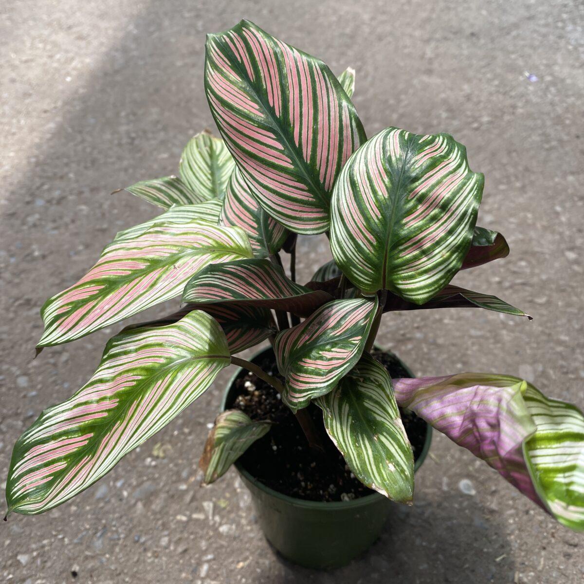 Calathea White Star - View 17 from www redcrocus com