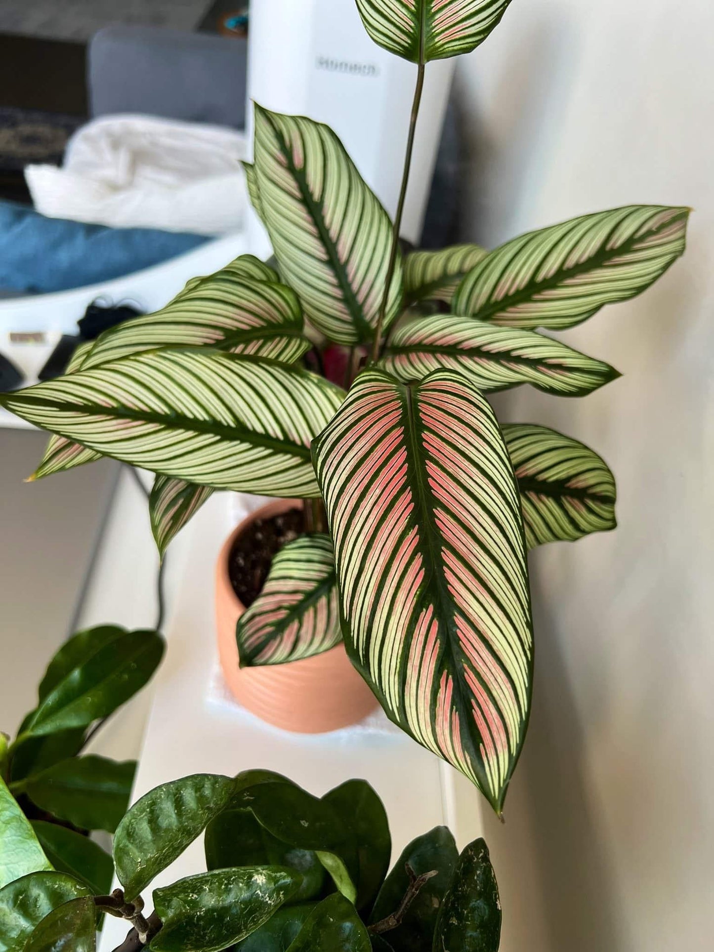 Calathea White Star - View 18 from www redcrocus com