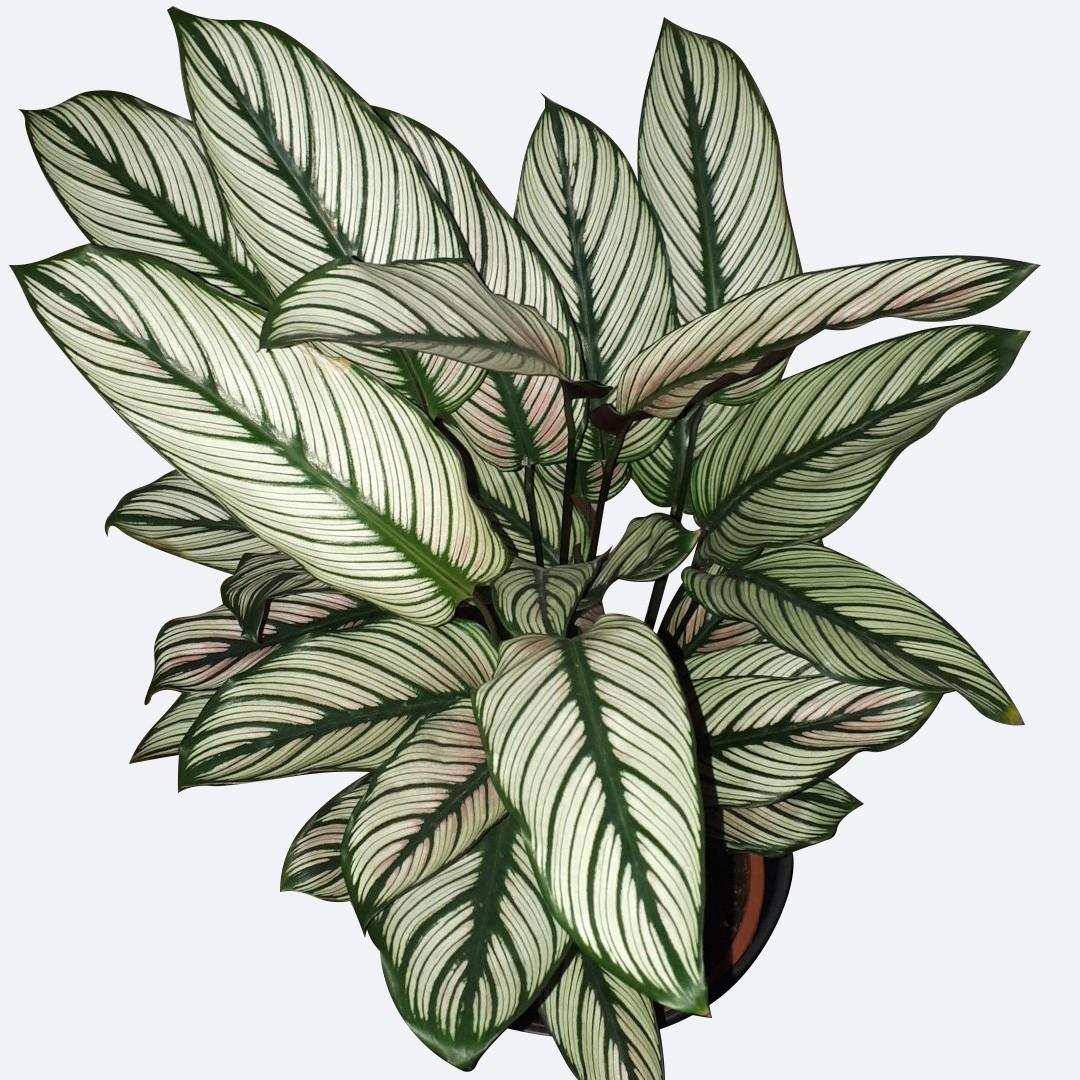 Calathea White Star - View 20 from www redcrocus com