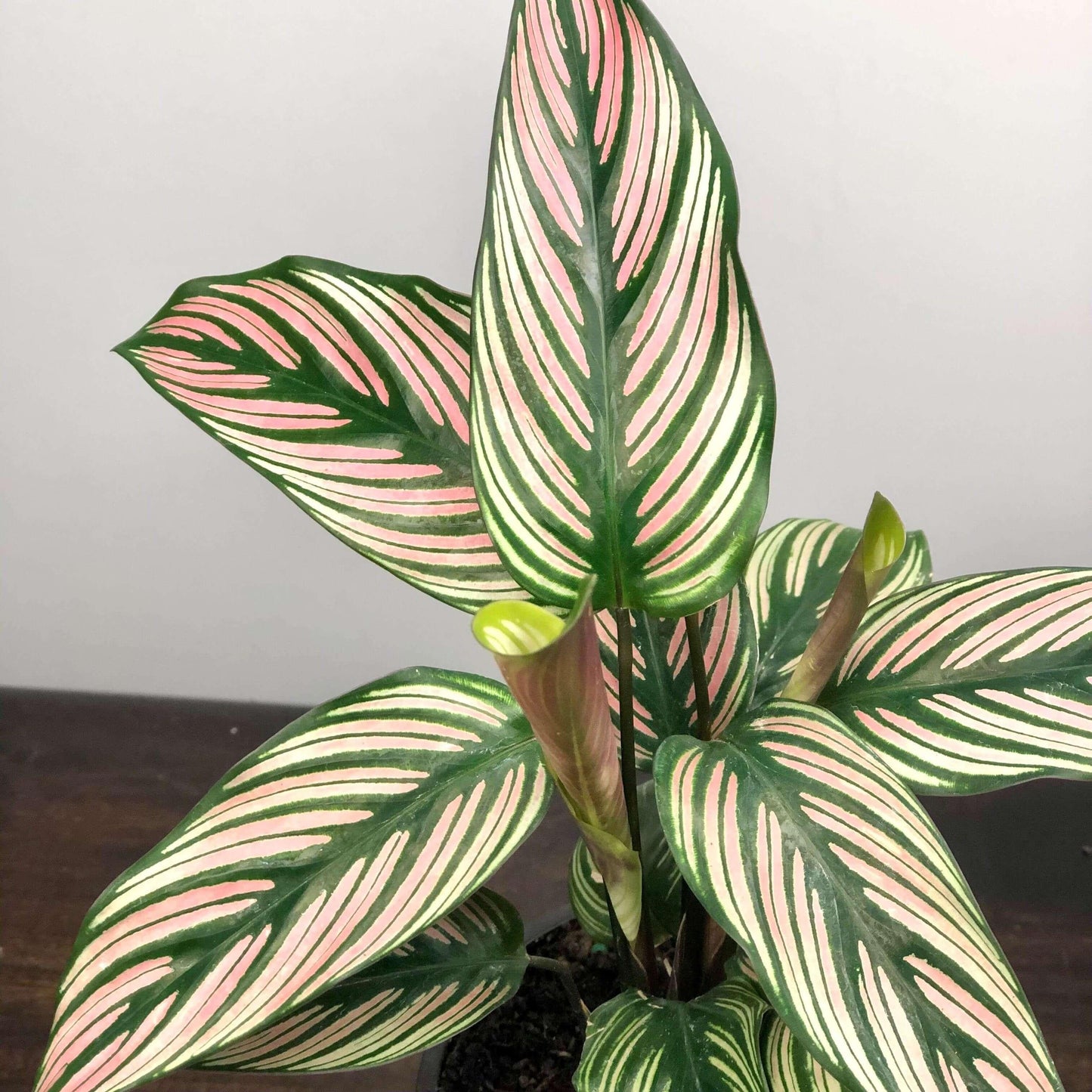 Calathea White Star - View 6 from www redcrocus com