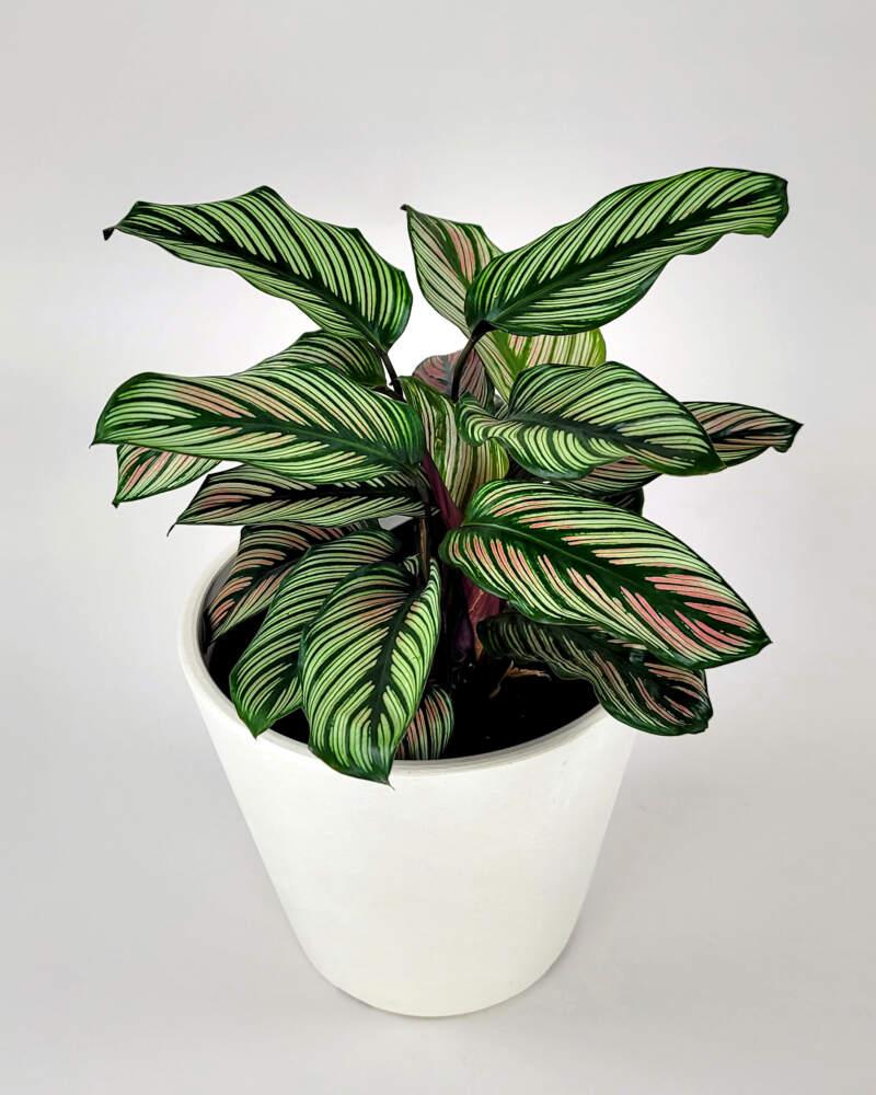 Calathea White Star - View 7 from www redcrocus com