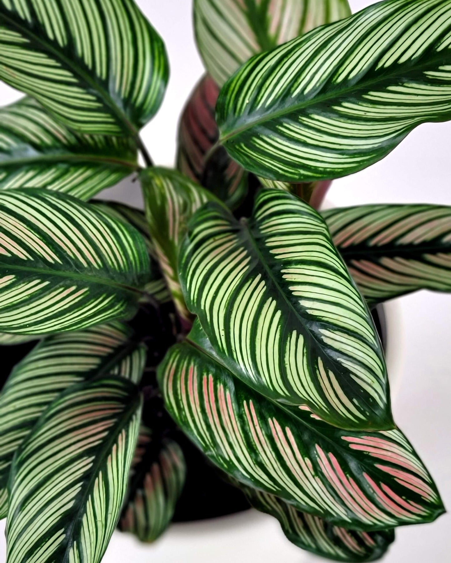 Calathea White Star - View 8 from www redcrocus com