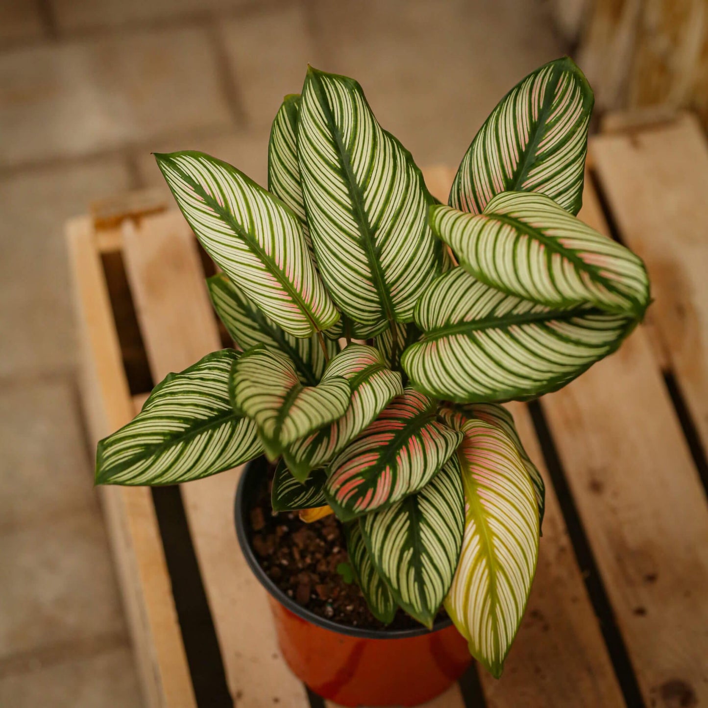 Calathea White Star - View 9 from www redcrocus com