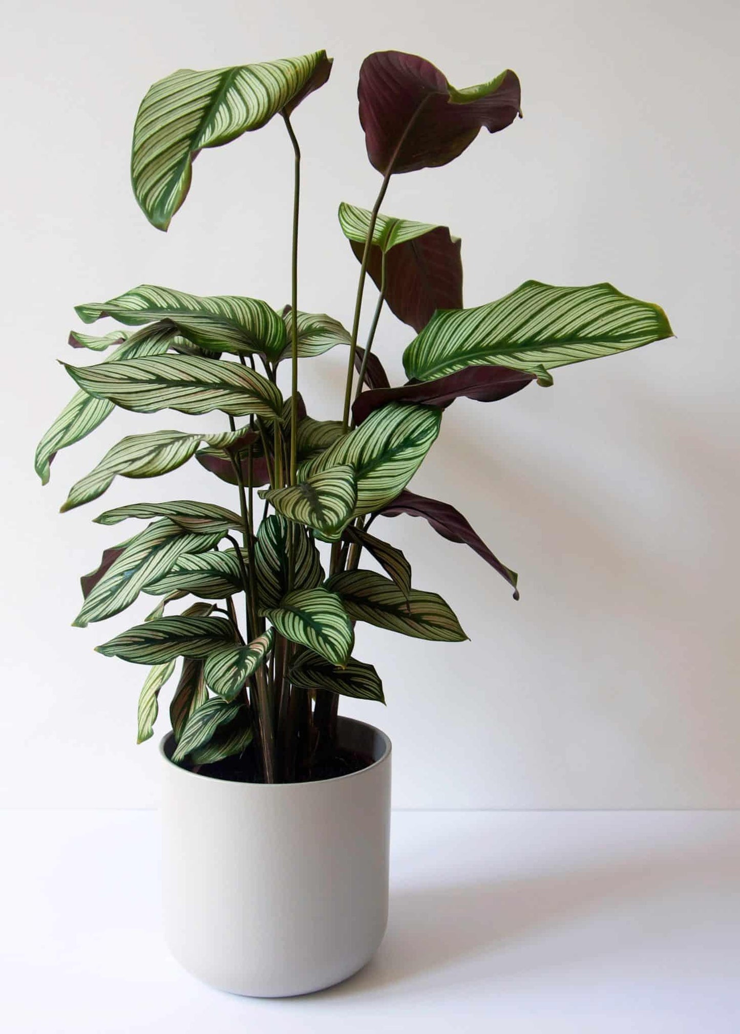 Calathea 'white Star' - View 14 from www redcrocus com