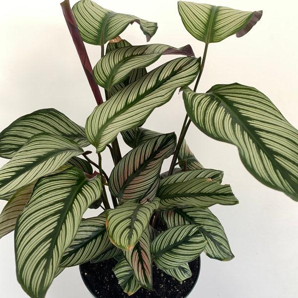 Calathea 'white Star' - View 16 from www redcrocus com