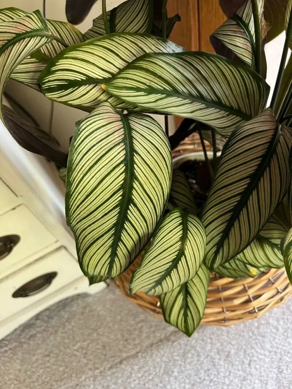 Calathea 'white Star' - View 17 from www redcrocus com