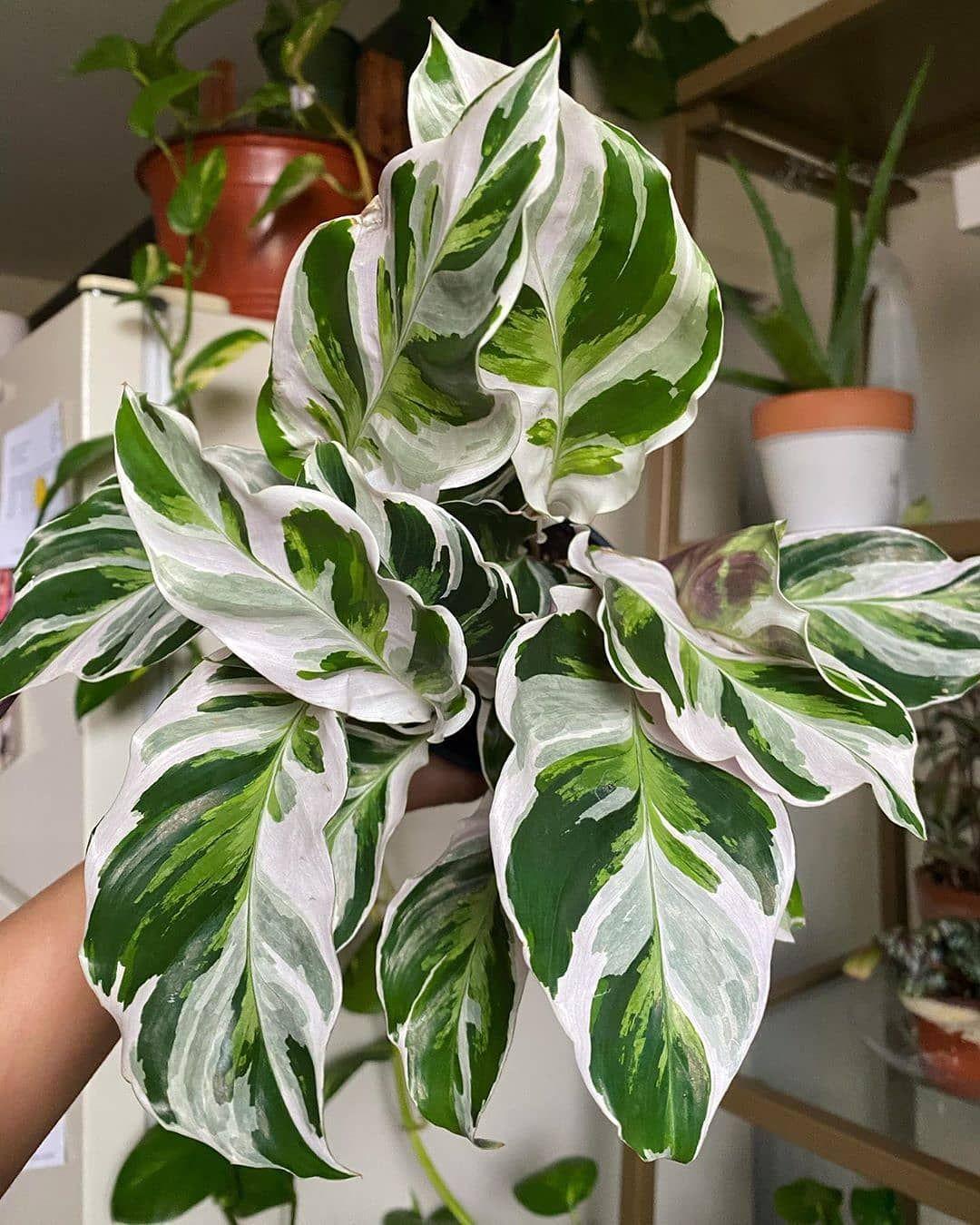 Calathea 'white Star' - View 19 from www redcrocus com