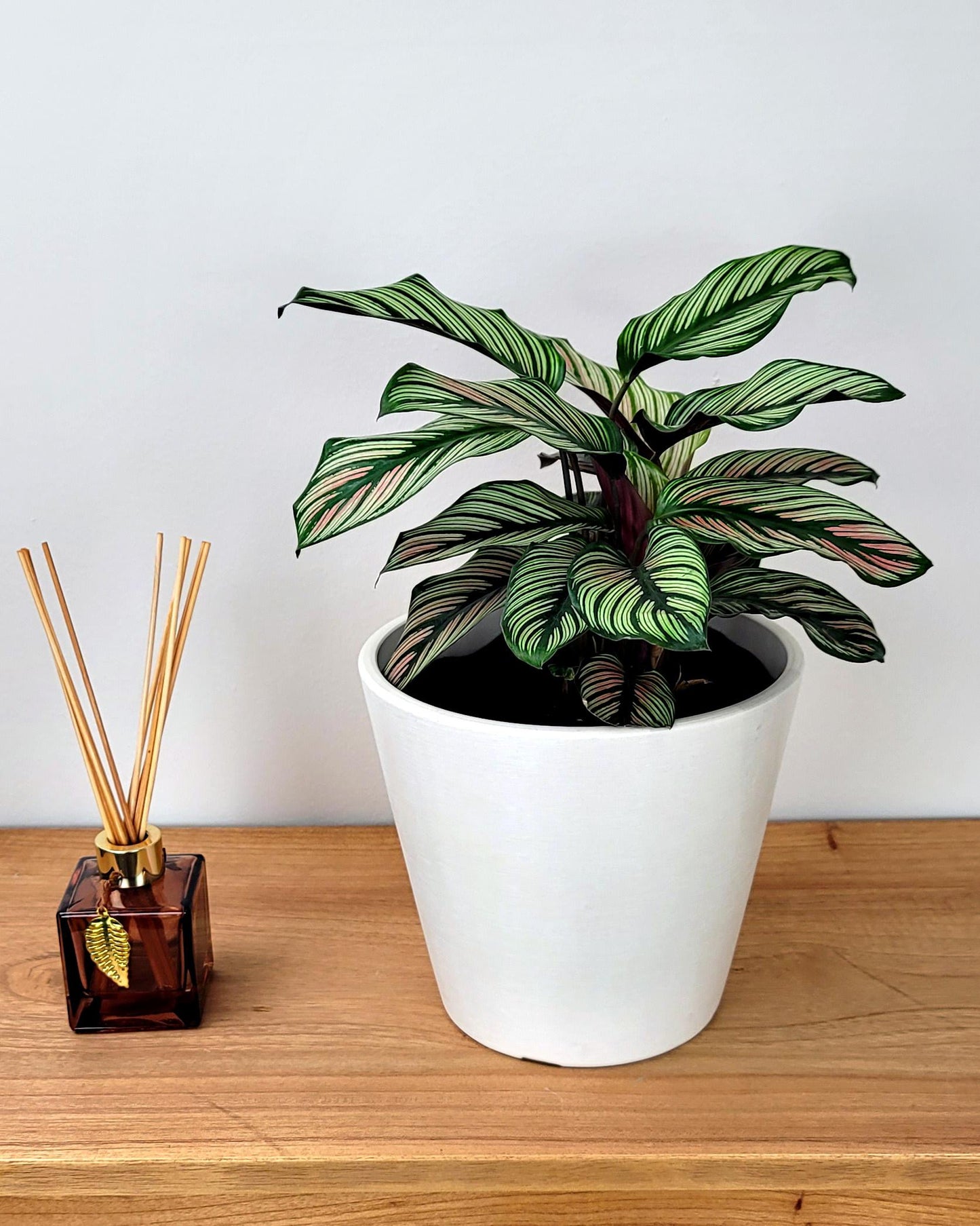 Calathea 'white Star' - View 20 from www redcrocus com