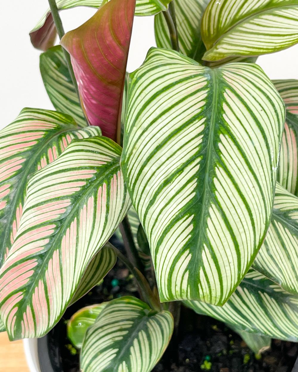 Calathea 'white Star' - View 2 from www redcrocus com