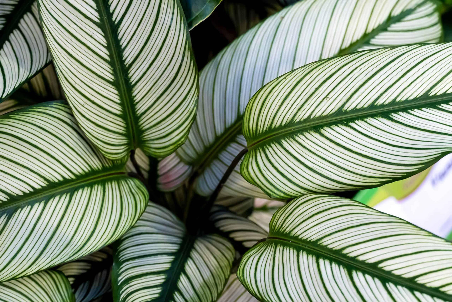 Calathea 'white Star' - View 3 from www redcrocus com