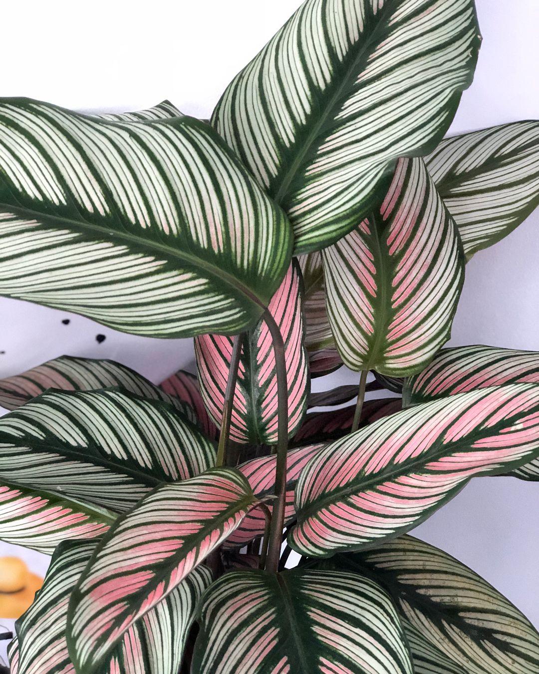 Calathea 'white Star' - View 4 from www redcrocus com