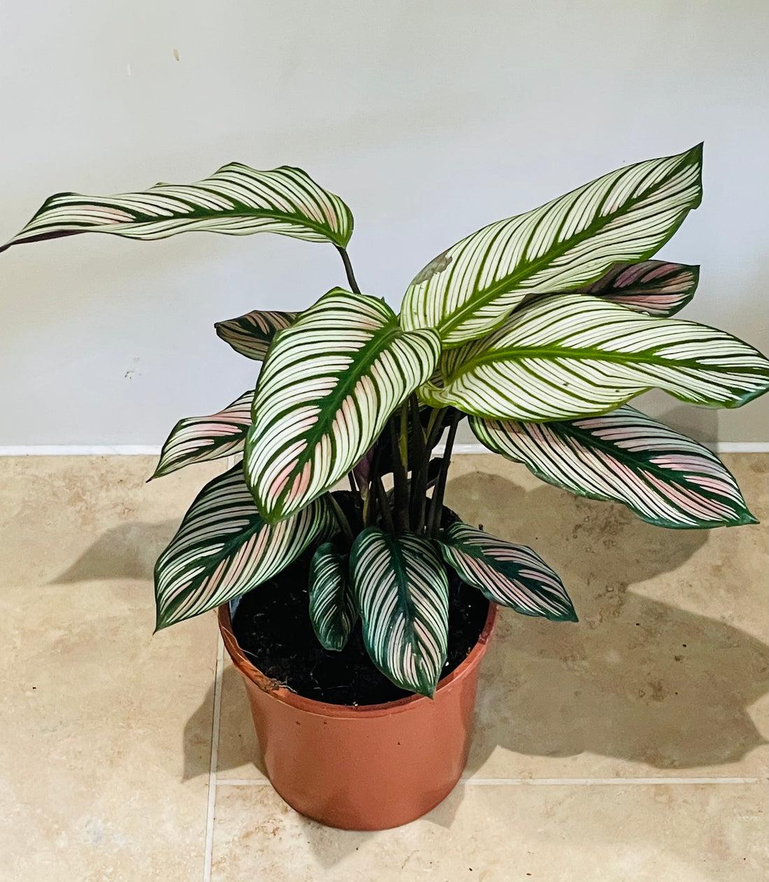 Calathea 'white Star' - View 5 from www redcrocus com