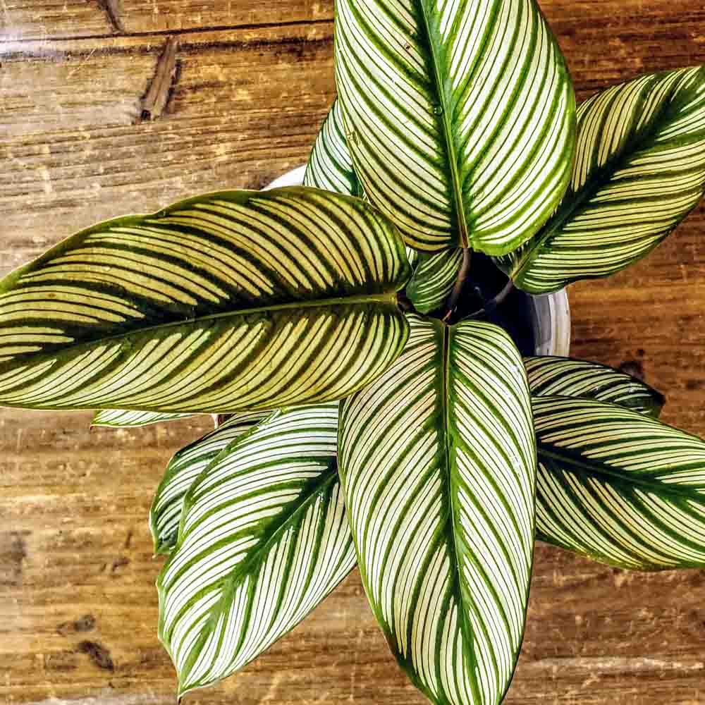 Calathea 'white Star' - View 6 from www redcrocus com