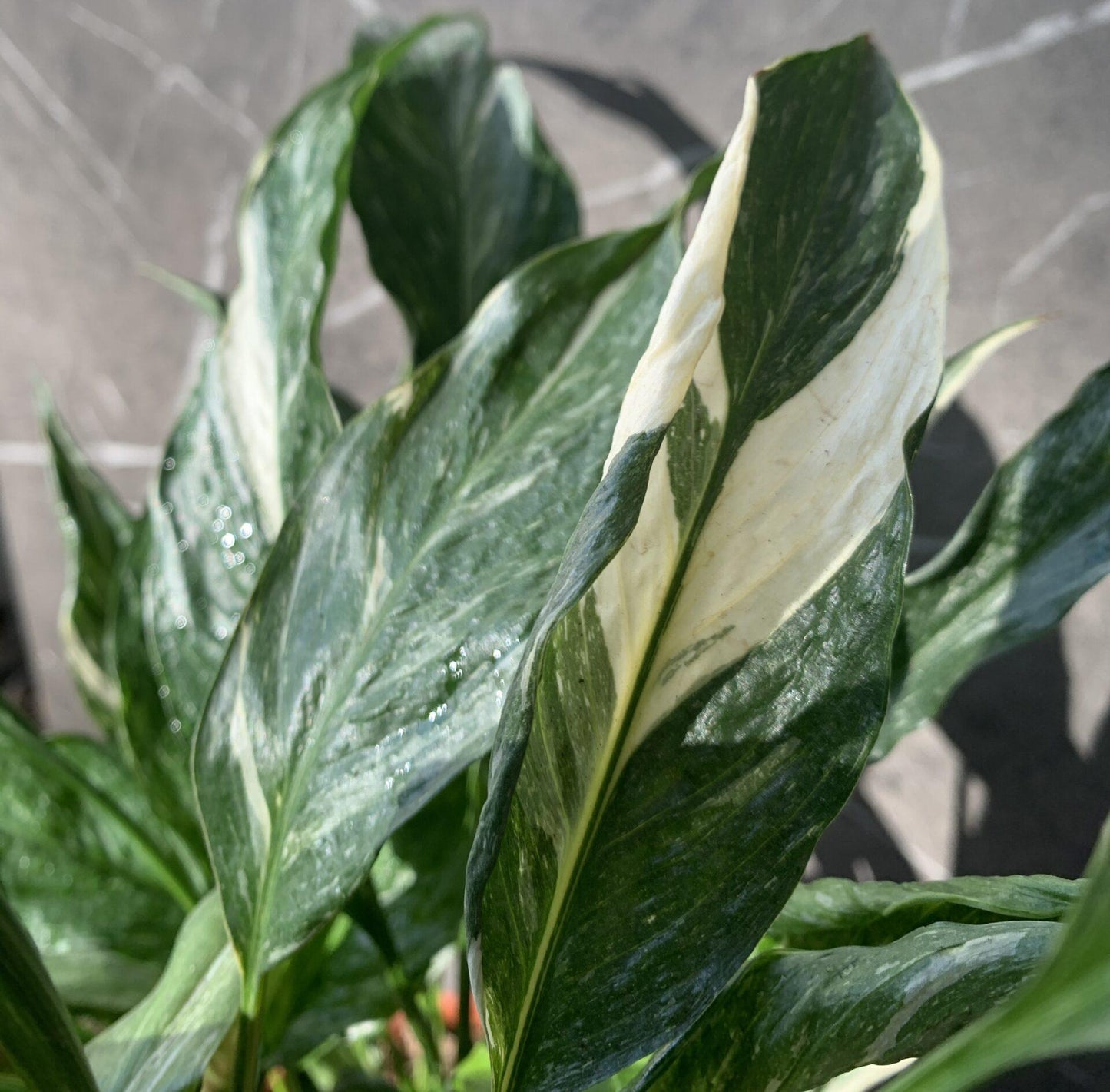 Spathiphyllum 'domino' - View 10 from www redcrocus com