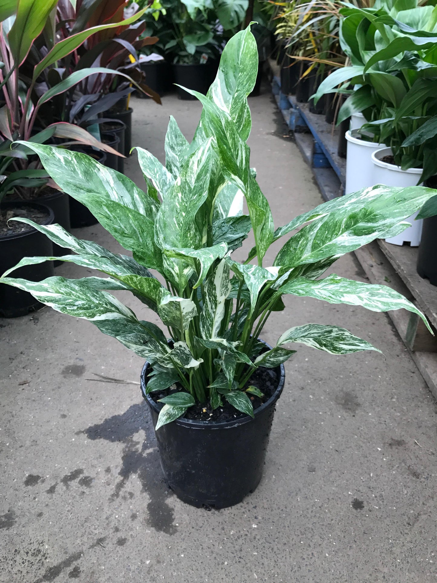 Spathiphyllum 'domino' - View 11 from www redcrocus com