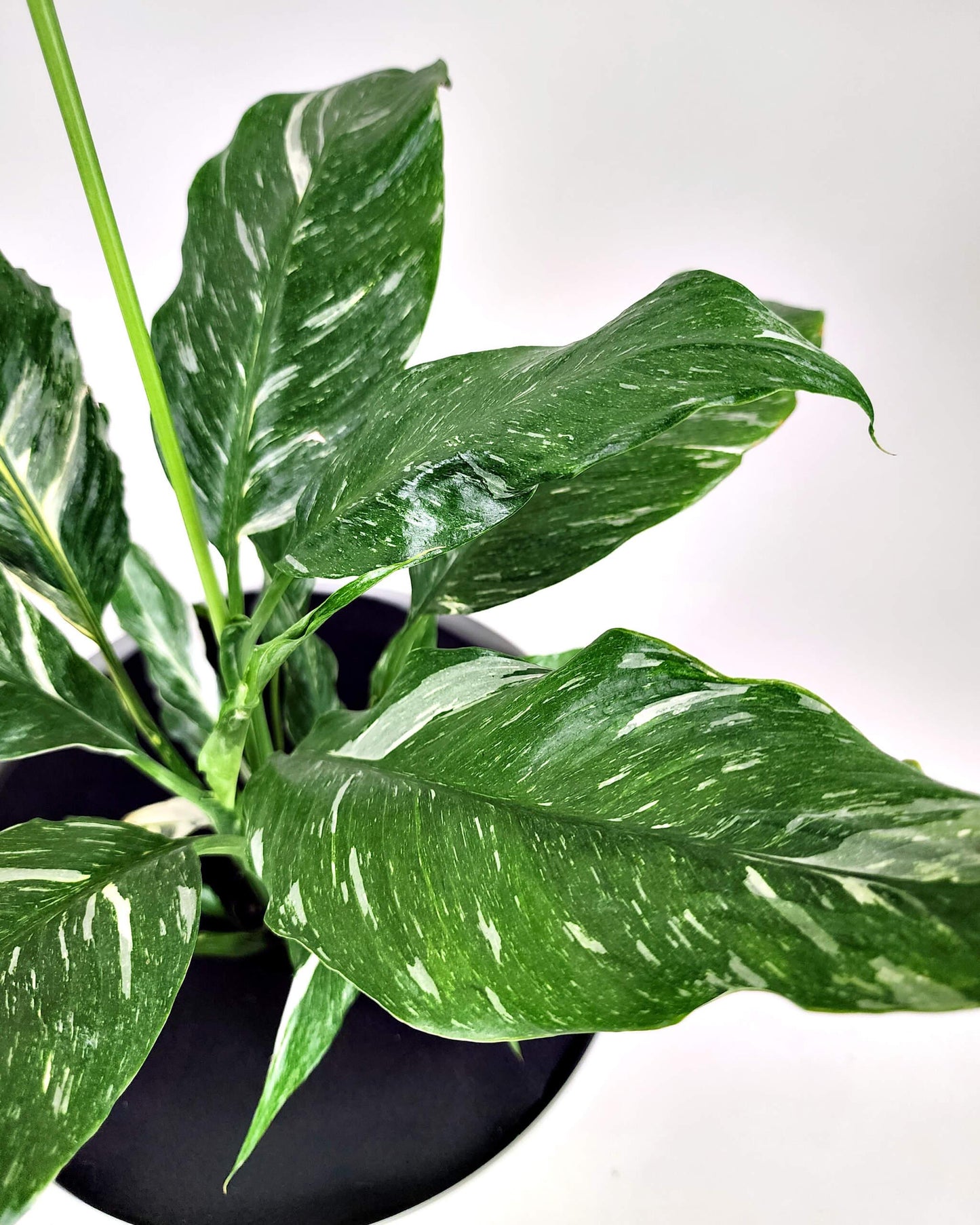 Spathiphyllum 'domino' - View 12 from www redcrocus com