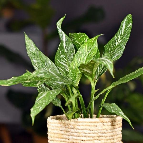 Spathiphyllum 'domino' - View 13 from www redcrocus com
