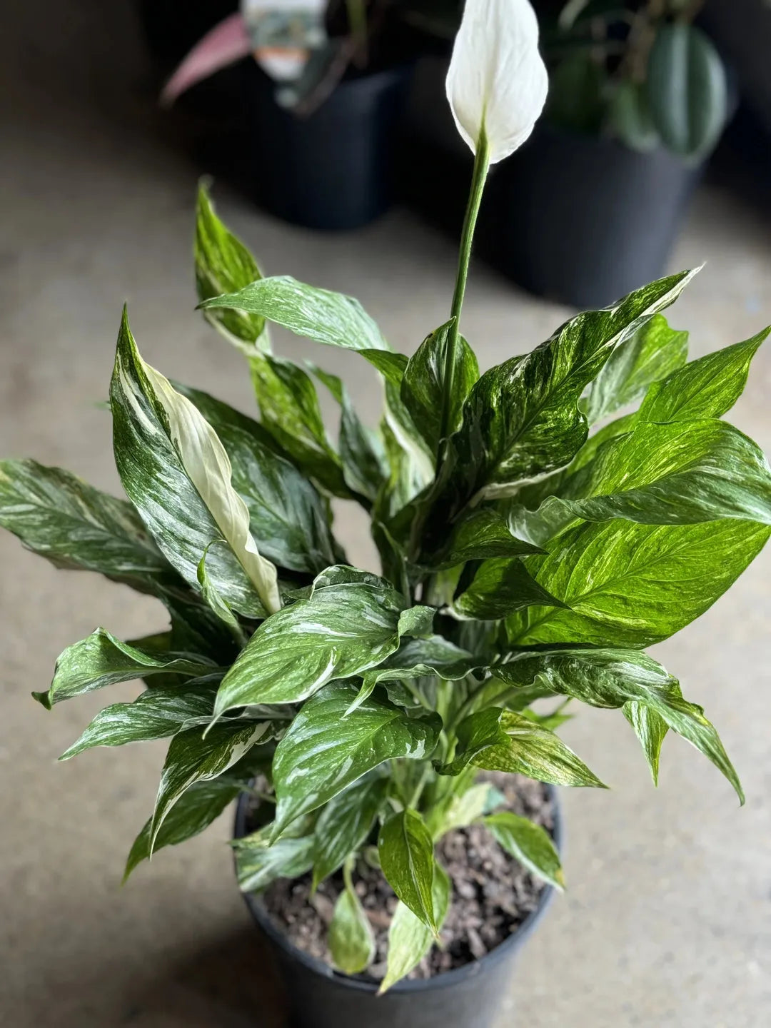 Spathiphyllum 'domino' - View 13 from www redcrocus com