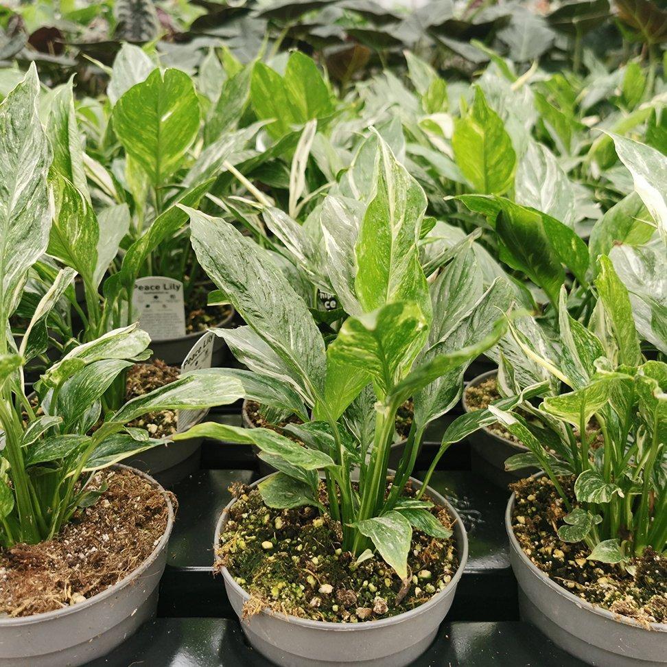 Spathiphyllum 'domino' - View 14 from www redcrocus com