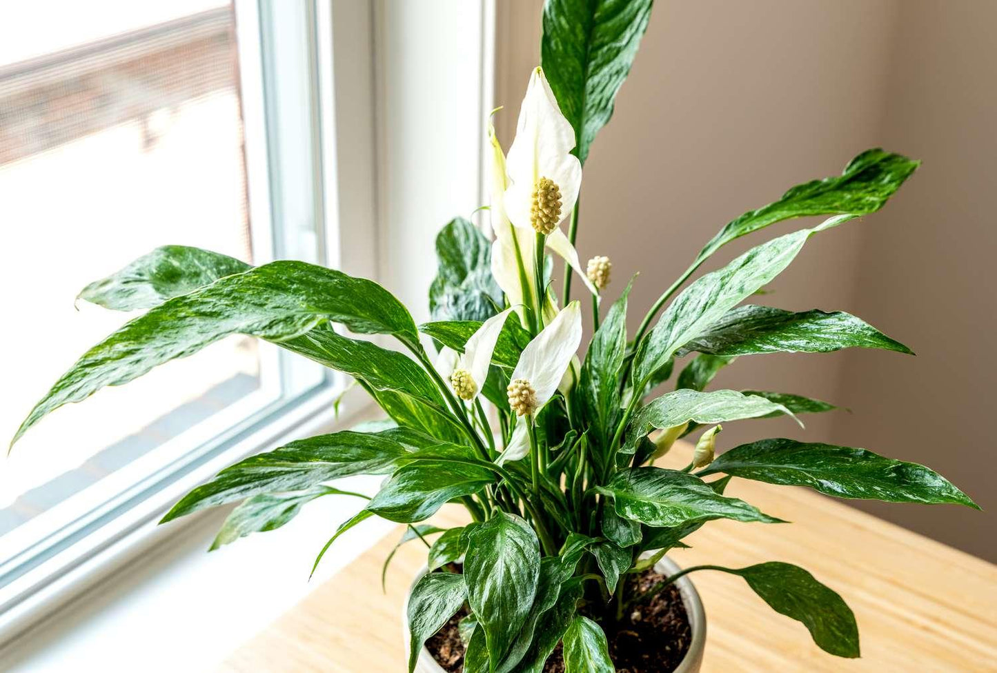 Spathiphyllum 'domino' - View 15 from www redcrocus com