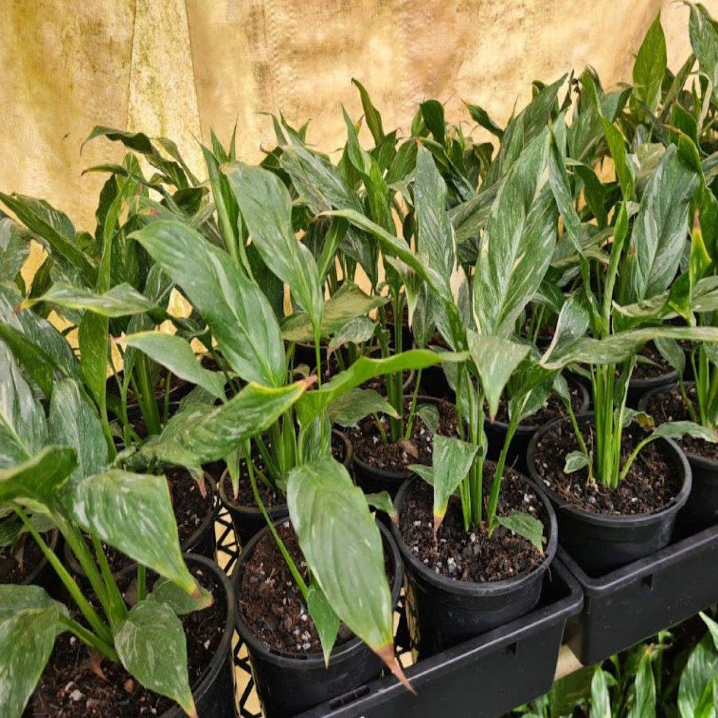 Spathiphyllum 'domino' - View 18 from www redcrocus com