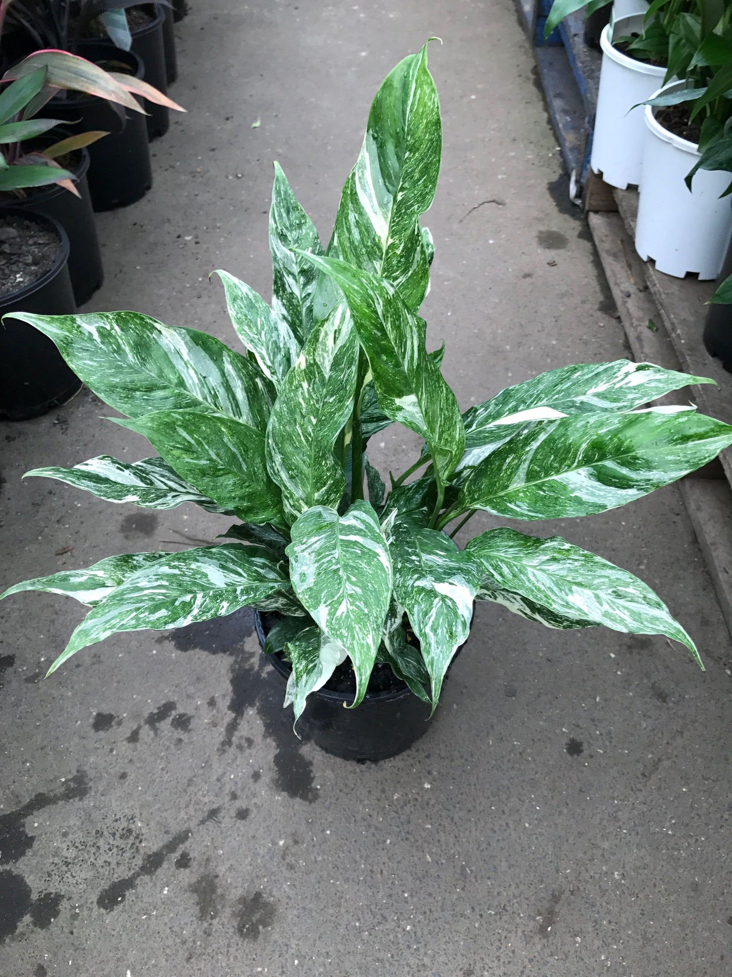 Spathiphyllum 'domino' - View 2 from www redcrocus com