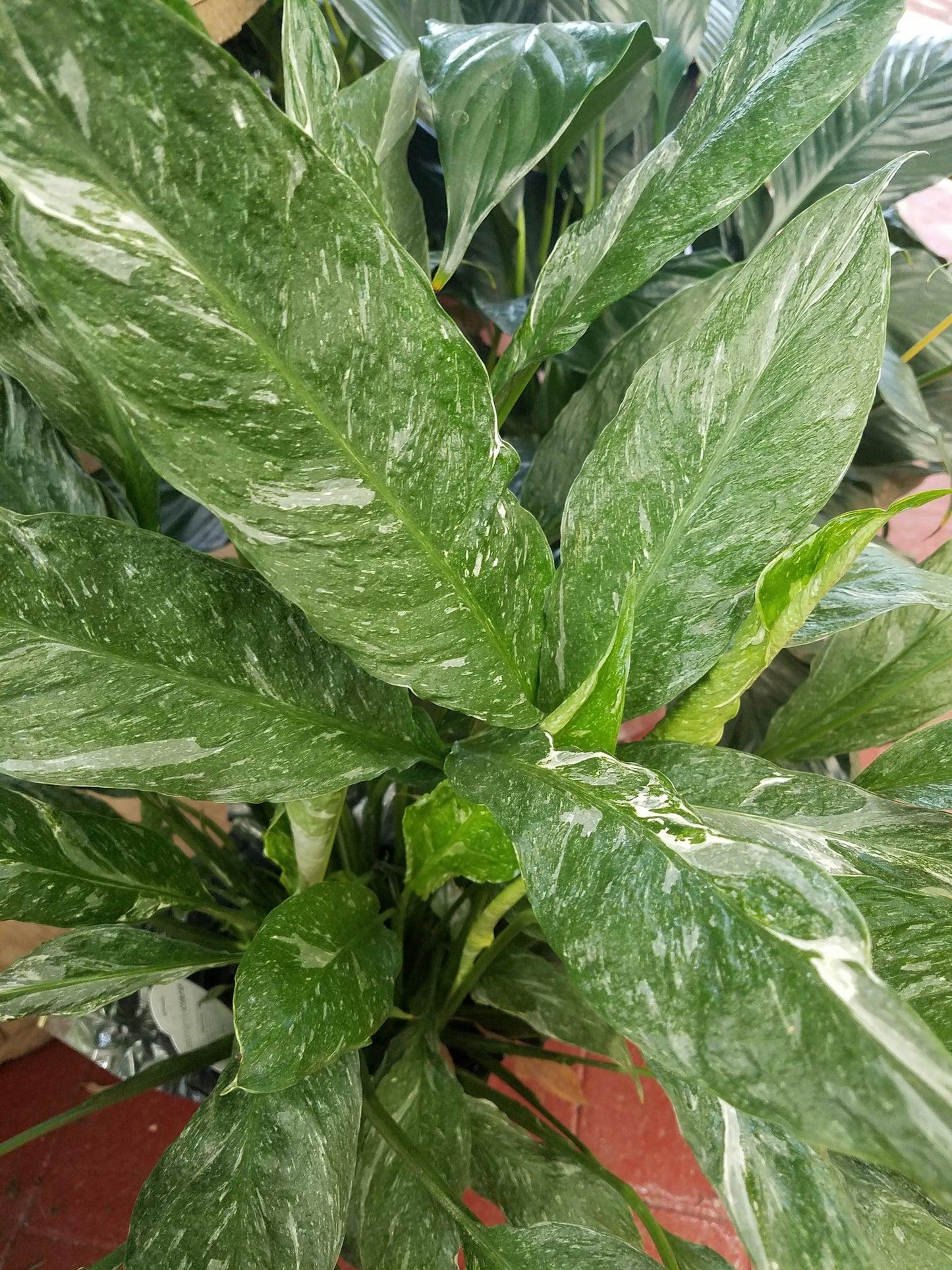 Spathiphyllum 'domino' - View 3 from www redcrocus com