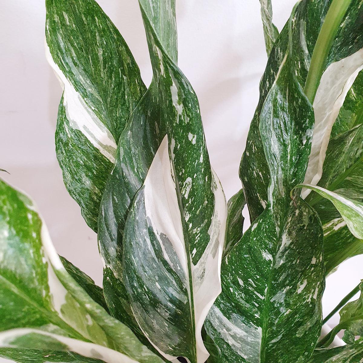 Spathiphyllum 'domino' - View 4 from www redcrocus com