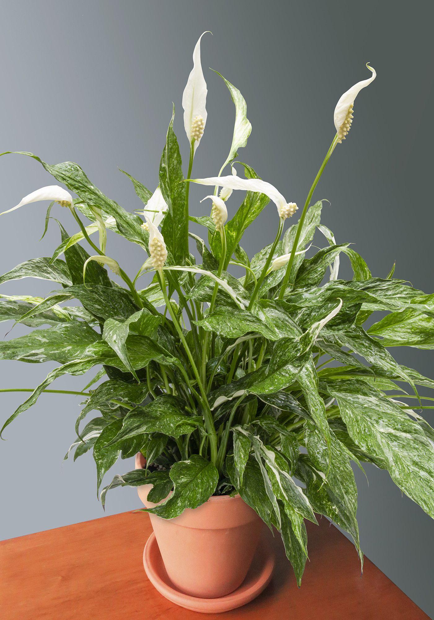Spathiphyllum 'domino' - View 5 from www redcrocus com