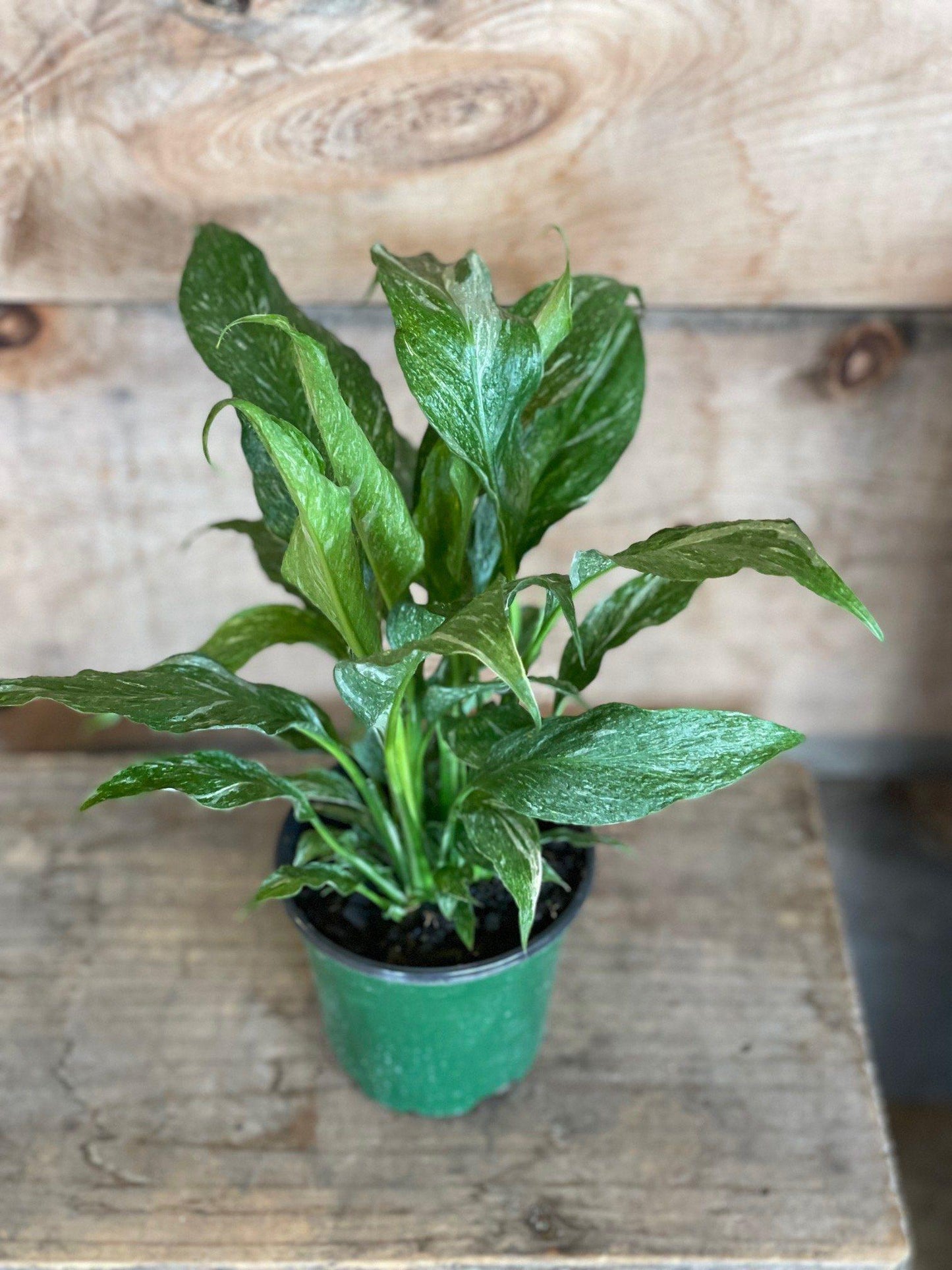 Spathiphyllum 'domino' - View 6 from www redcrocus com