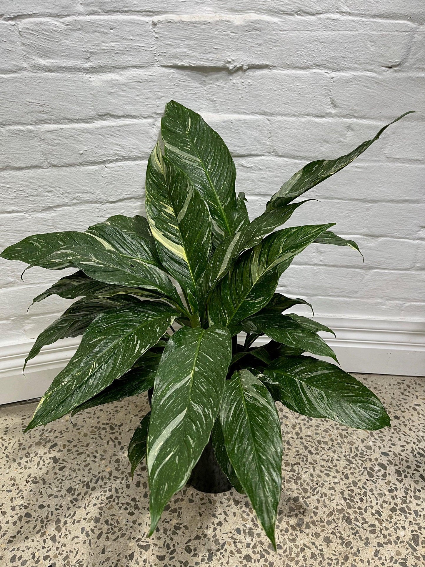 Spathiphyllum 'domino' - View 7 from www redcrocus com