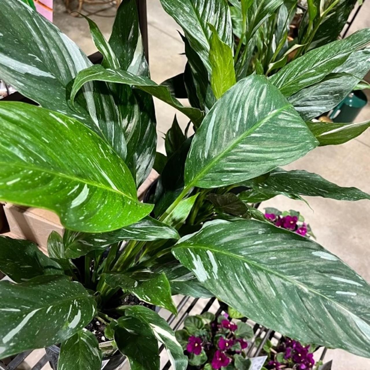 Spathiphyllum 'domino' - View 9 from www redcrocus com