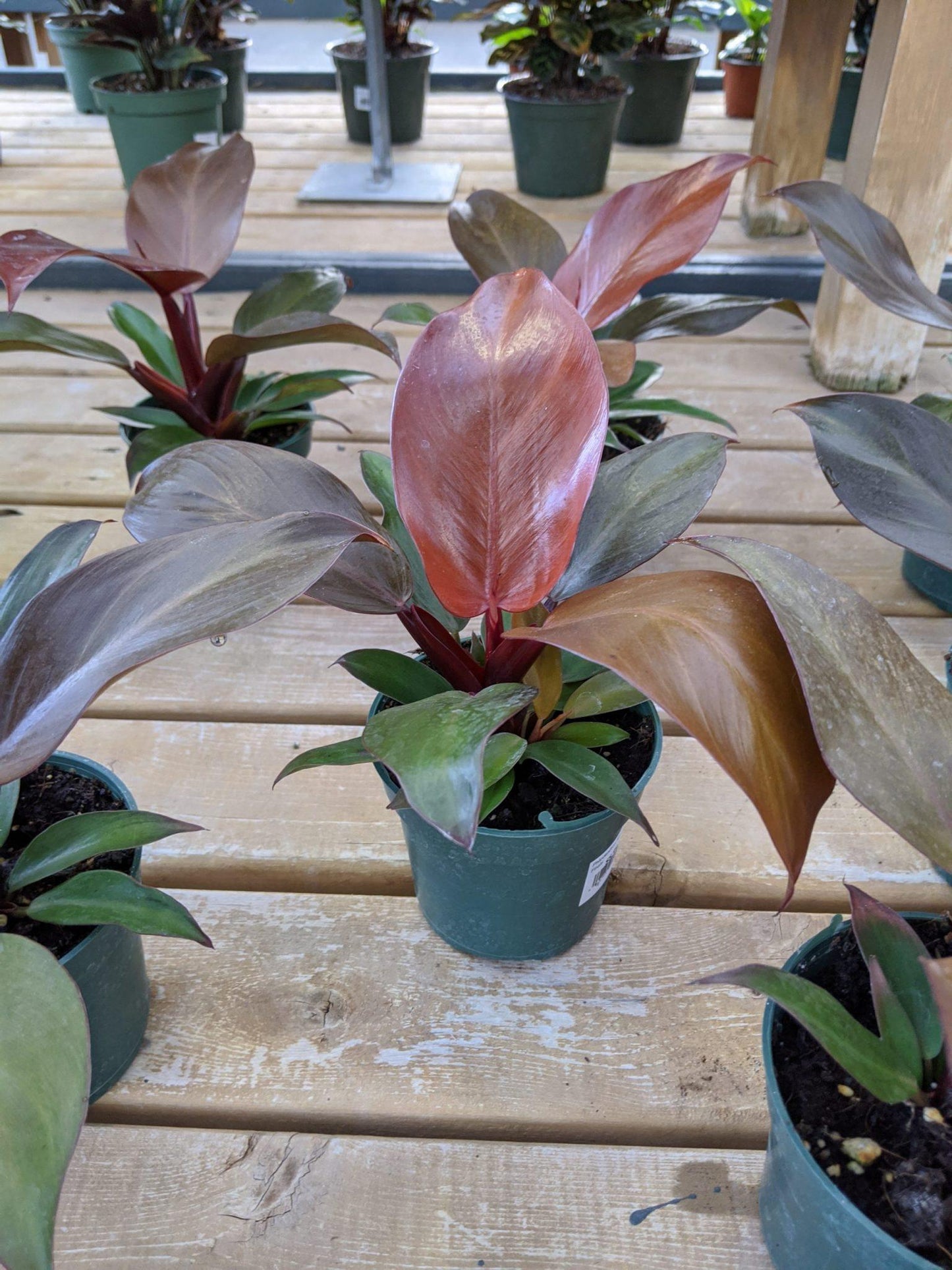 Philodendron 'mccolley's Finale' - View 10 from www redcrocus com
