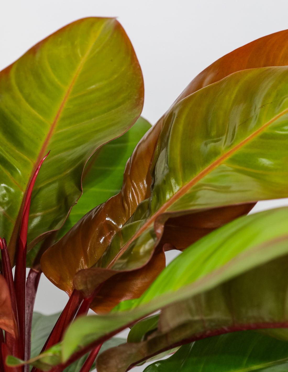 Philodendron 'mccolley's Finale' - View 12 from www redcrocus com