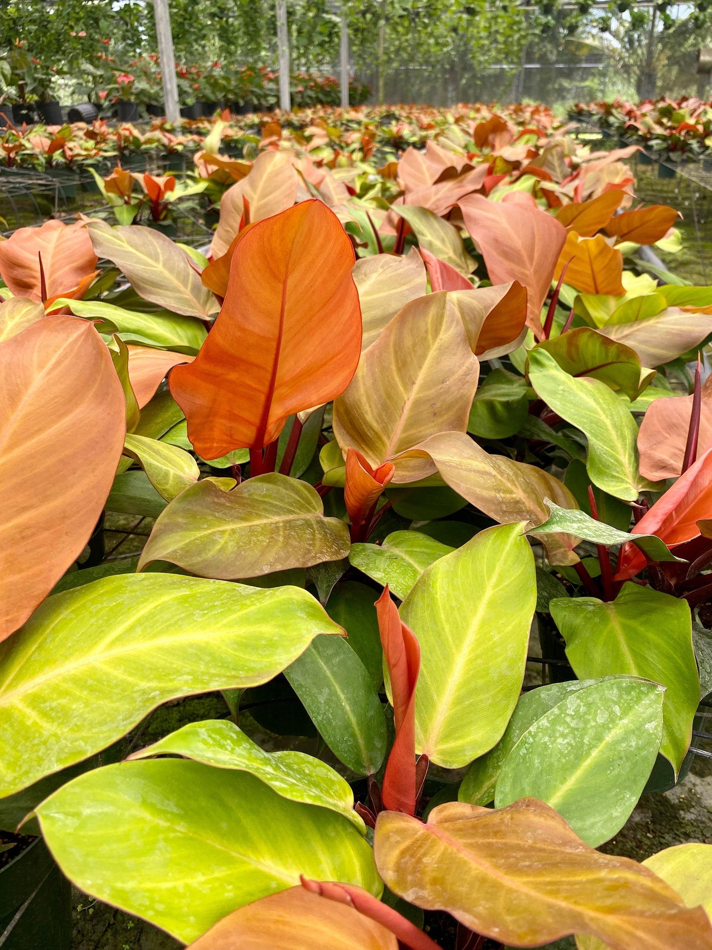 Philodendron 'mccolley's Finale' - View 13 from www redcrocus com