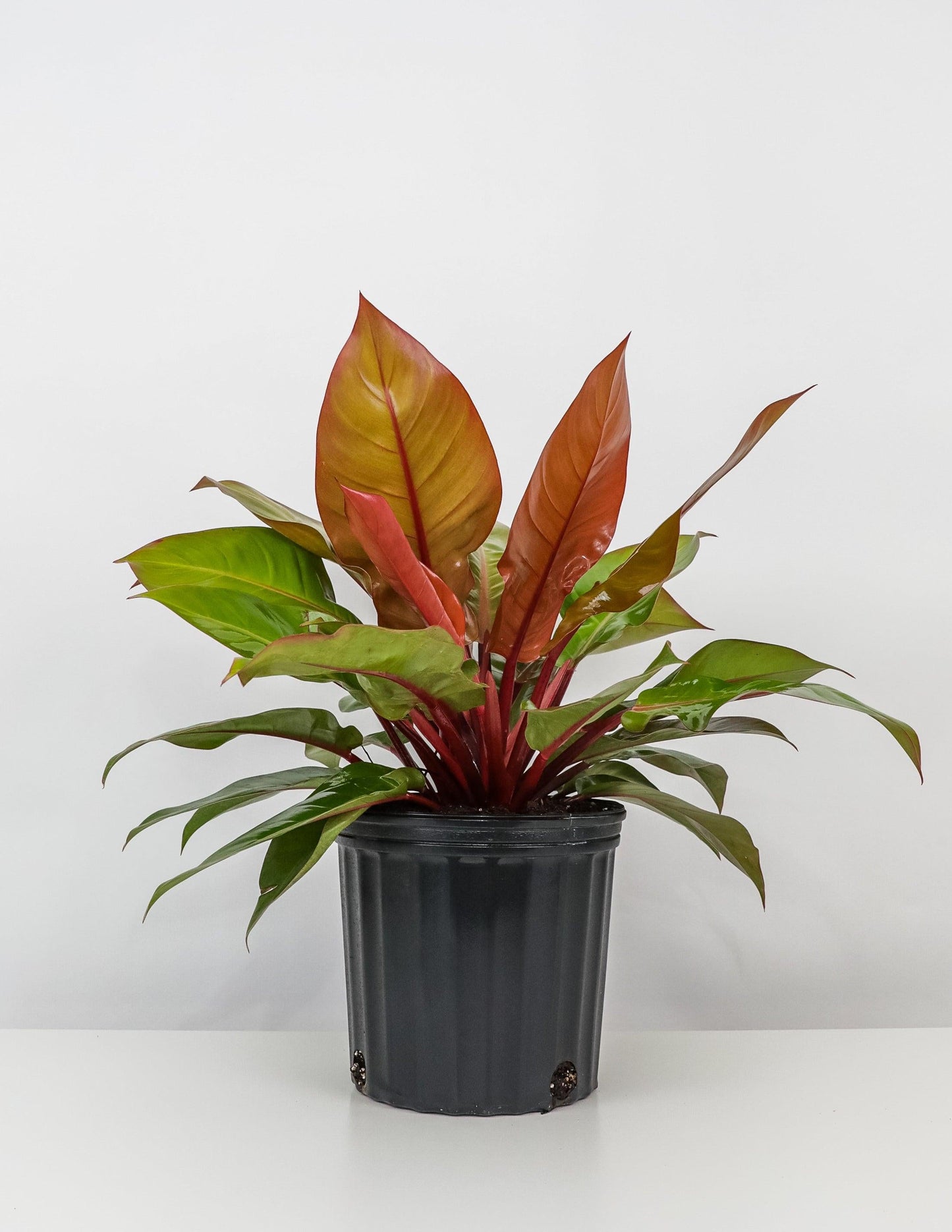 Philodendron 'mccolley's Finale' - View 14 from www redcrocus com