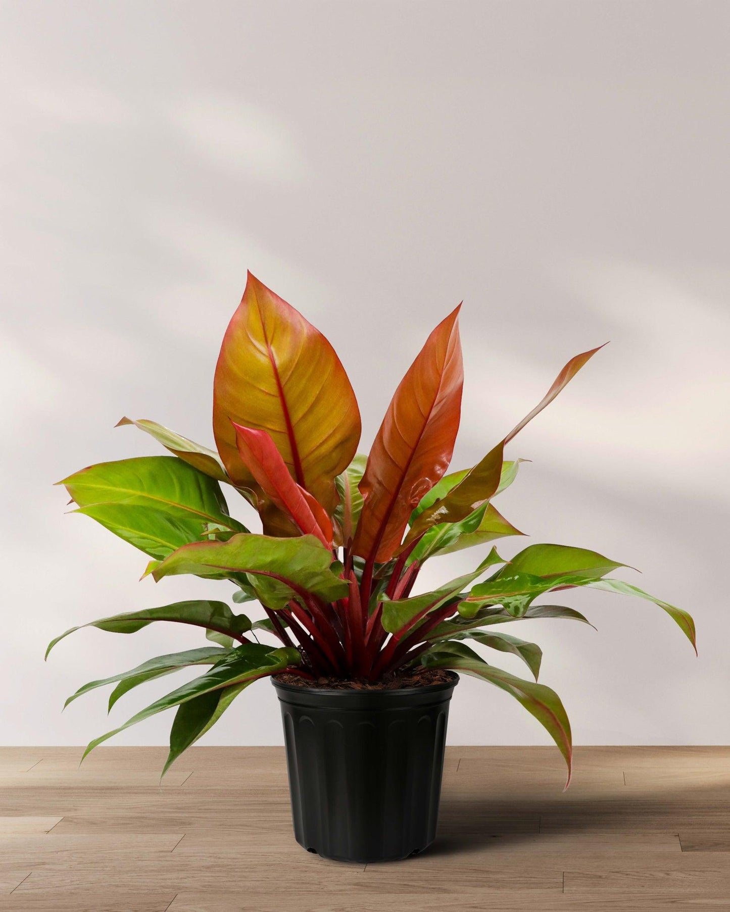 Philodendron 'mccolley's Finale' - View 15 from www redcrocus com