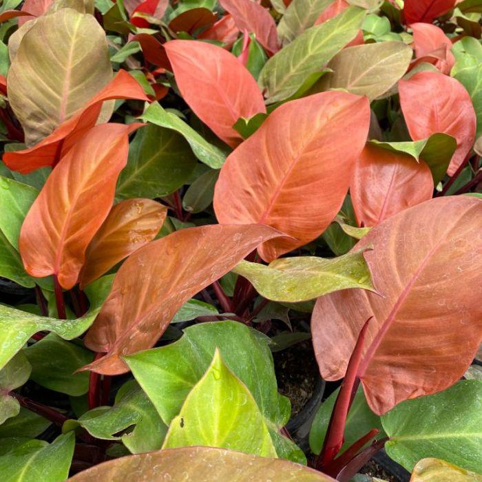 Philodendron 'mccolley's Finale' - View 16 from www redcrocus com