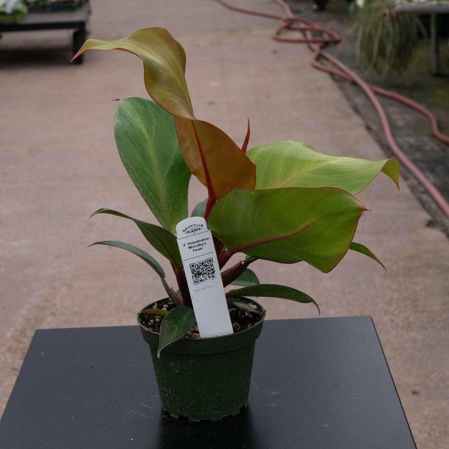 Philodendron 'mccolley's Finale' - View 19 from www redcrocus com