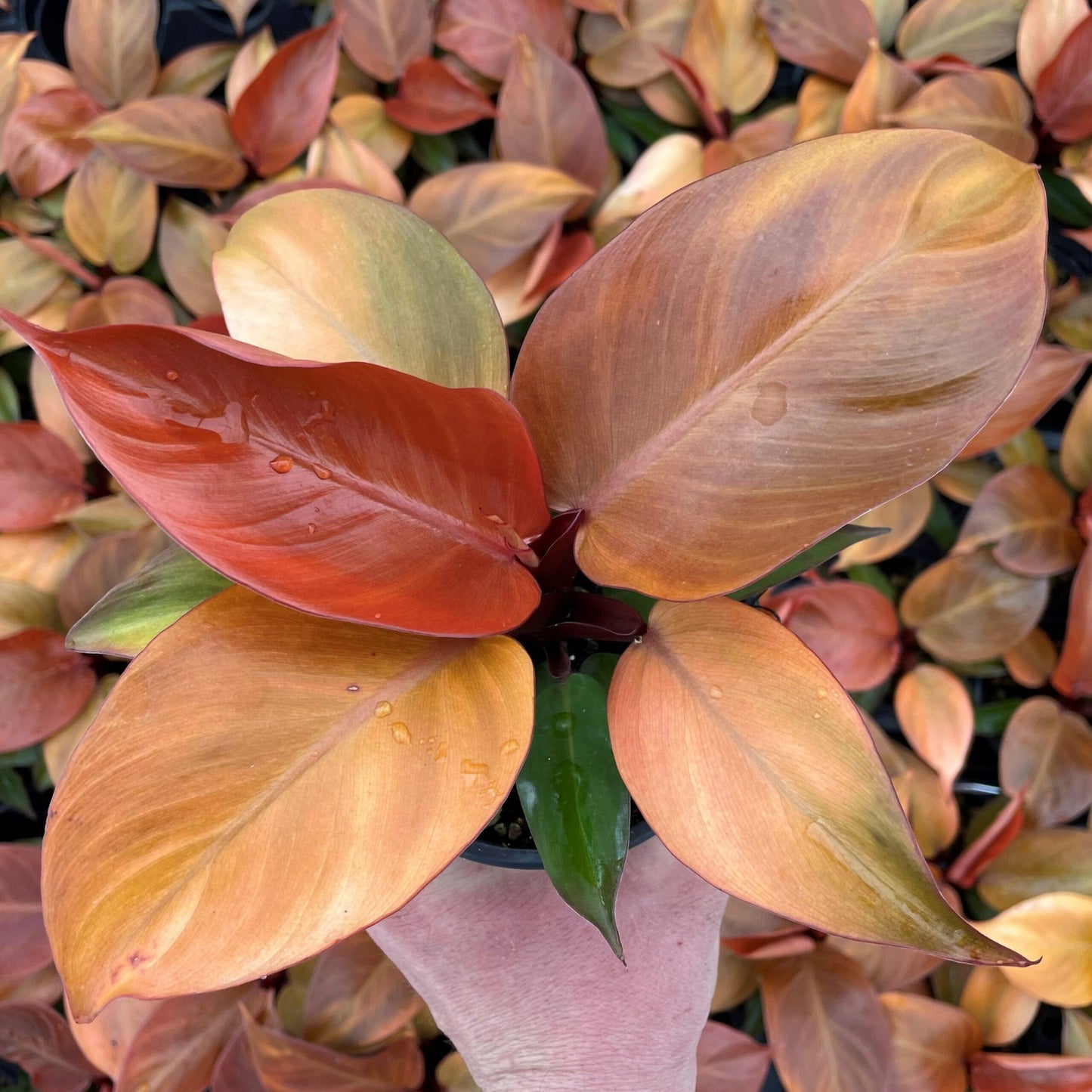 Philodendron 'mccolley's Finale' - View 3 from www redcrocus com