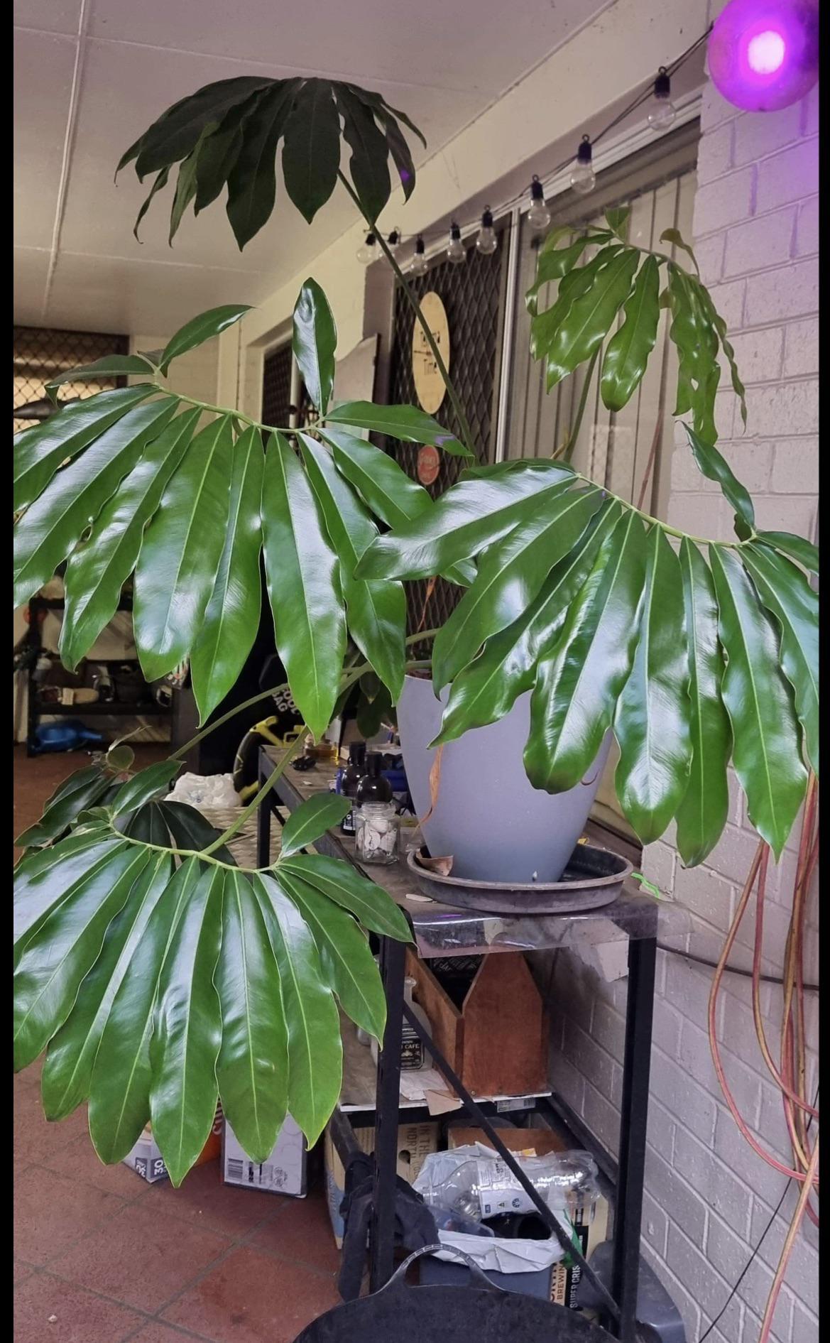 Philodendron Goeldii - View 10 from www redcrocus com