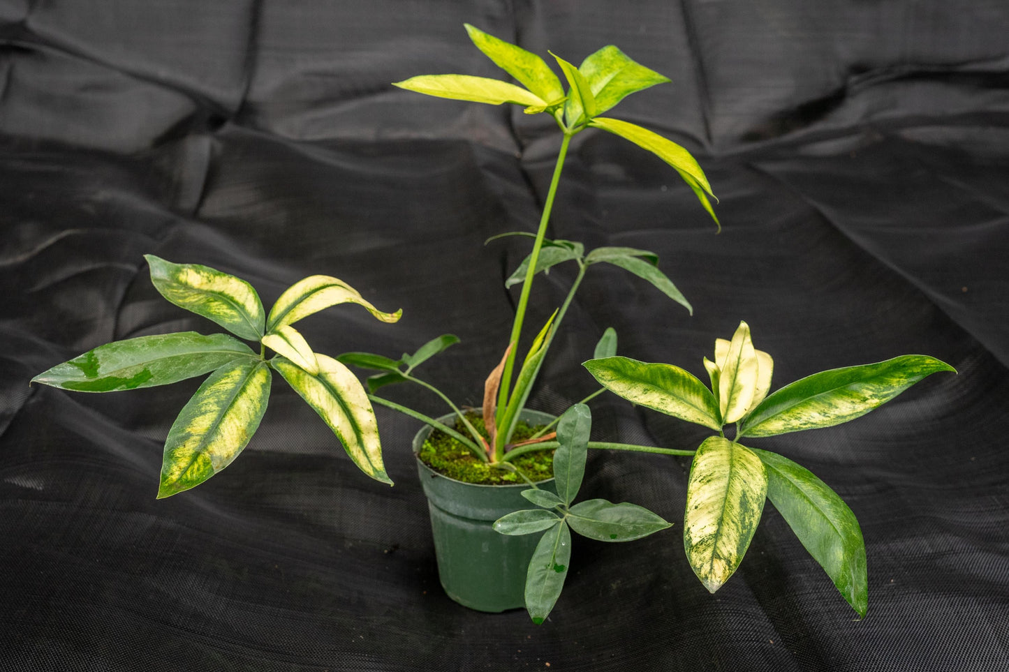 Philodendron Goeldii - View 11 from www redcrocus com