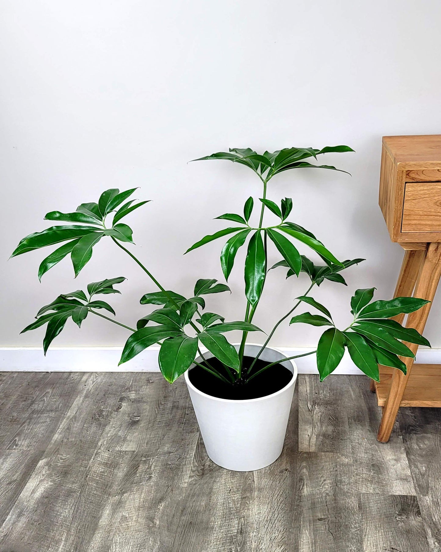 Philodendron Goeldii - View 13 from www redcrocus com
