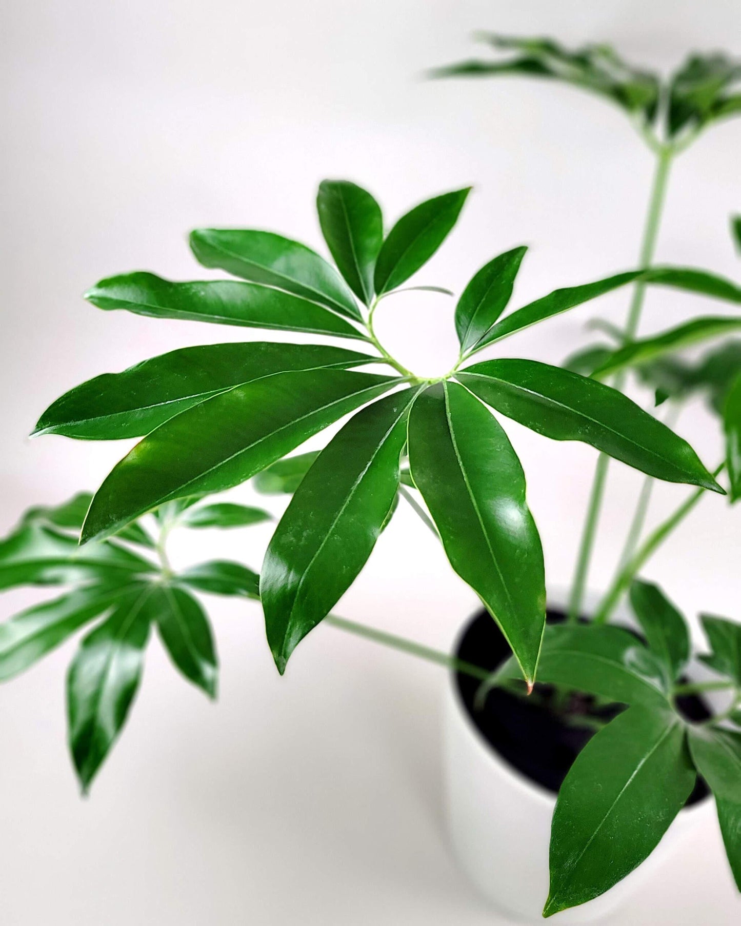 Philodendron Goeldii - View 14 from www redcrocus com