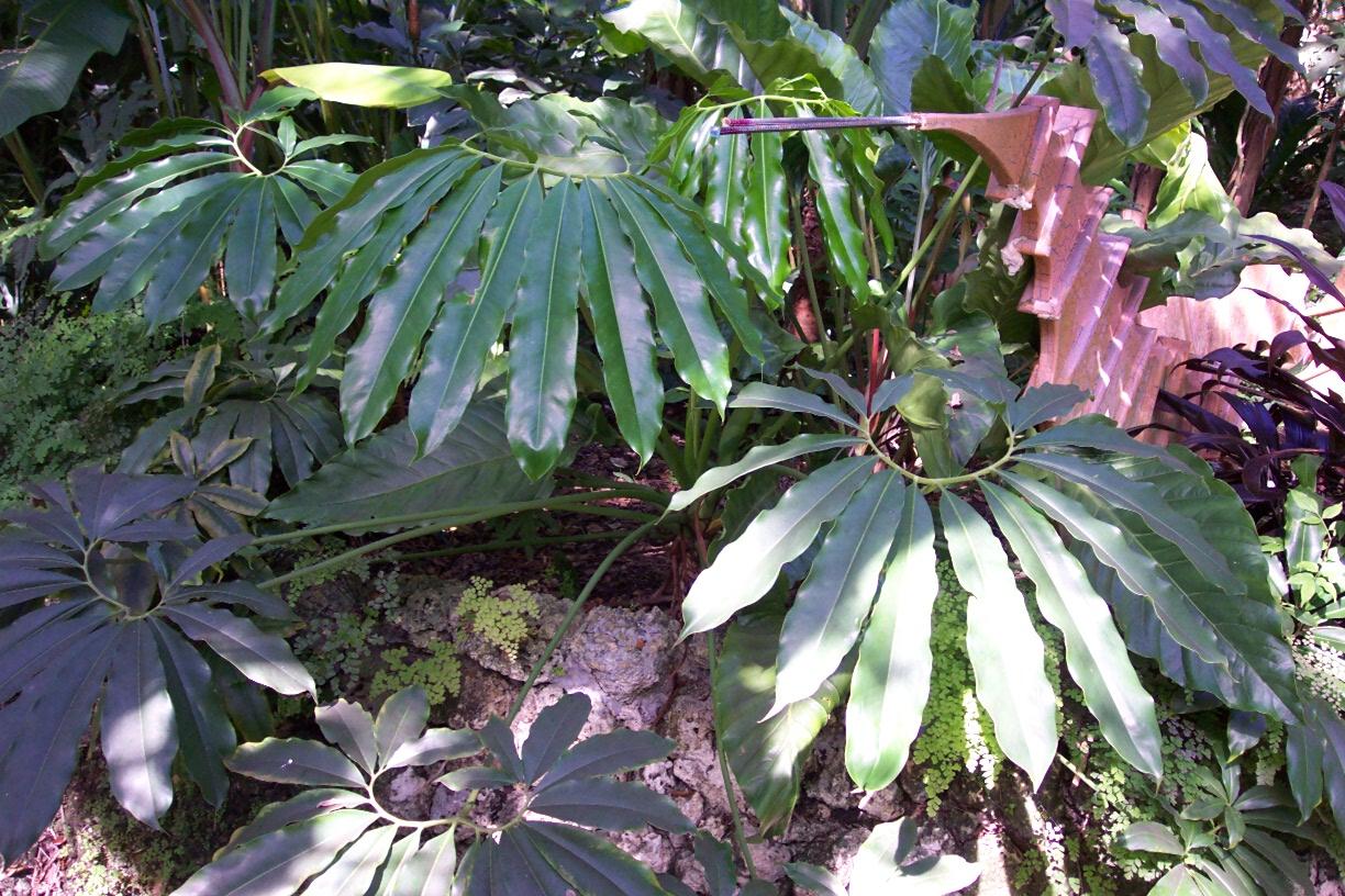 Philodendron Goeldii - View 15 from www redcrocus com