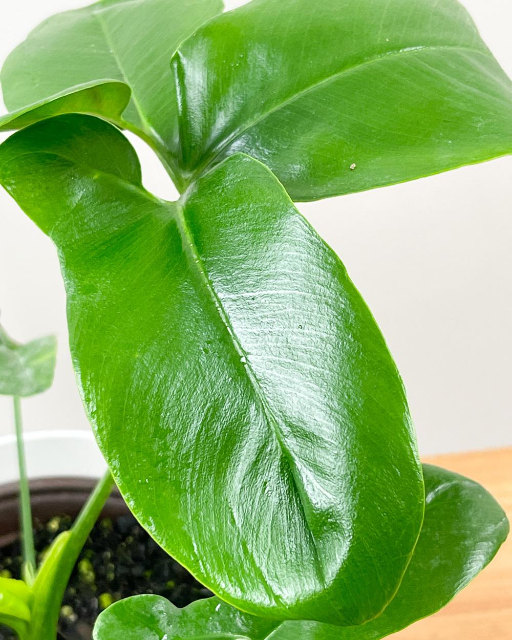 Philodendron Goeldii - View 16 from www redcrocus com